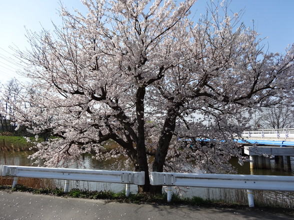 漫画で見る横山脊椎矯正院22話　川沿いの桜編メイキング　桜の木2